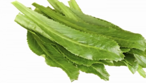 Las hojas del culantro para uso culinario y medicinal