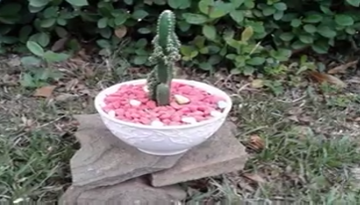 Hermoso cactus en racimo dentro de una pequeña maceta