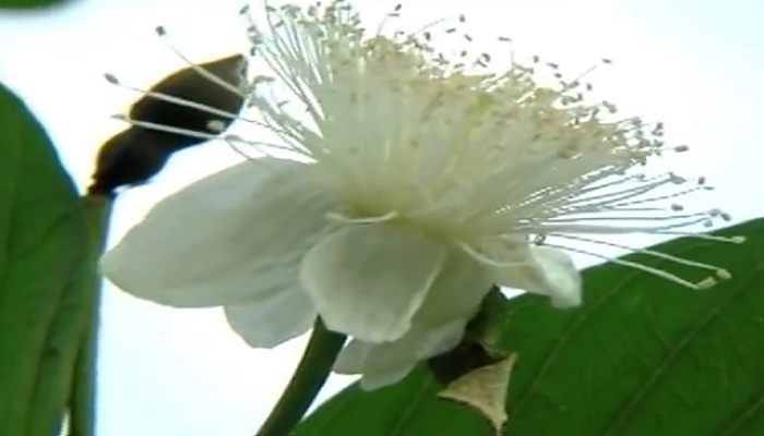 Flor del árbol de Guayaba