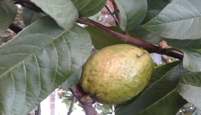 Fruta de Guayaba aun verde