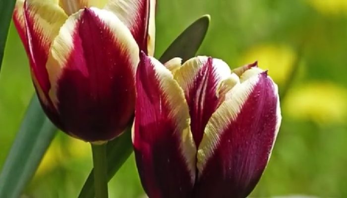 El Tulipán