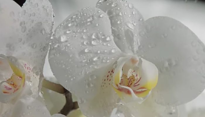 Las Orquídeas, tipos, cuidados y cultivos
