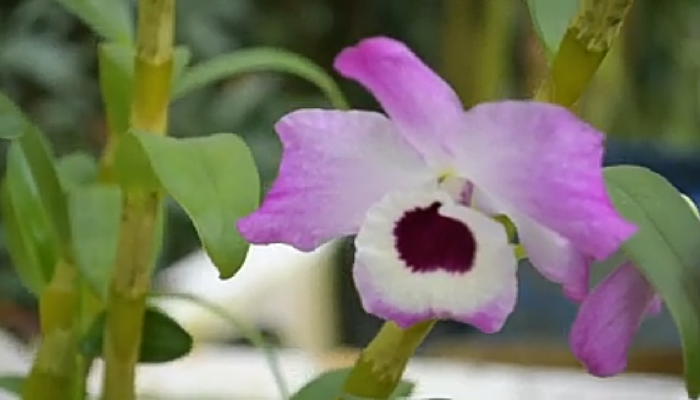 Las Orquídeas, tipos, cuidados y cultivos