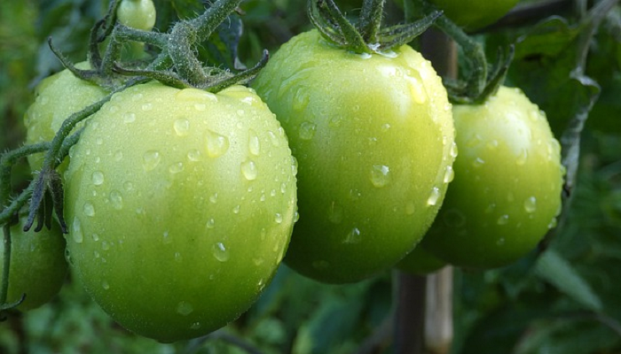 ¿Por qué se pudren los tomates en las plantas?