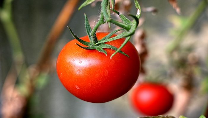 Como  plantar tomates paso a paso.